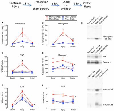 Brain-Dependent Processes Fuel Pain-Induced Hemorrhage After Spinal Cord Injury